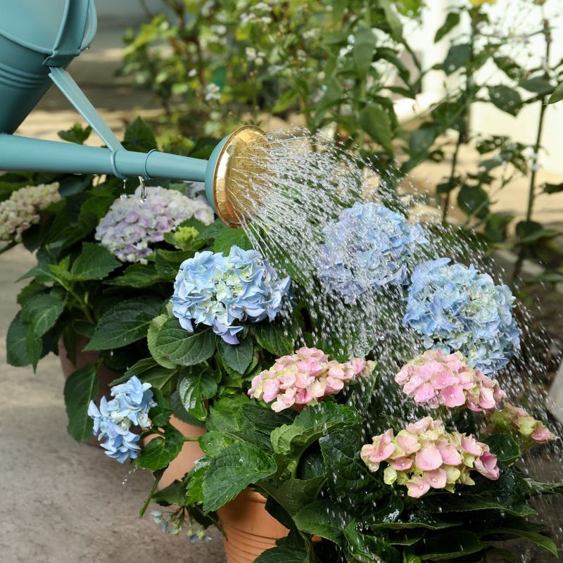 Give New Plants And Heatwaves Extra Water