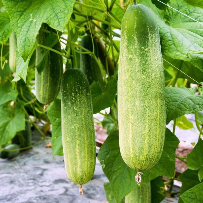 Cucumbers