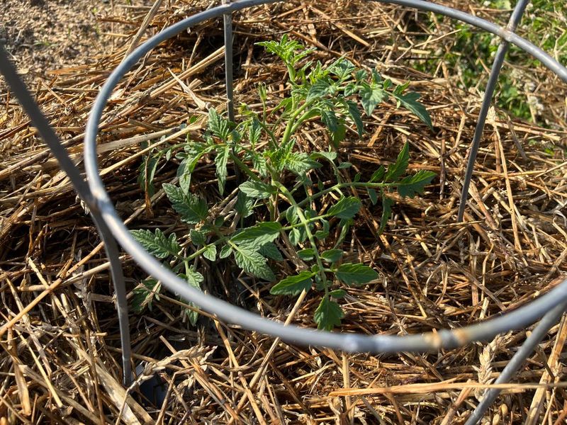 Lower disease pressure next season