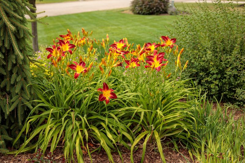 Investigate crowding before reaching for fertilizer