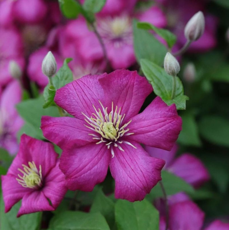 Group 3 flowers on growth made this season