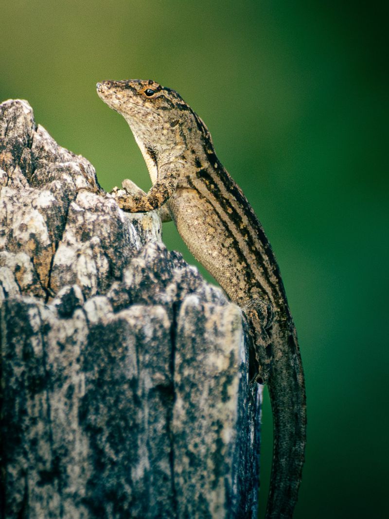Why the brown-anole takeover story does not solve this puzzle