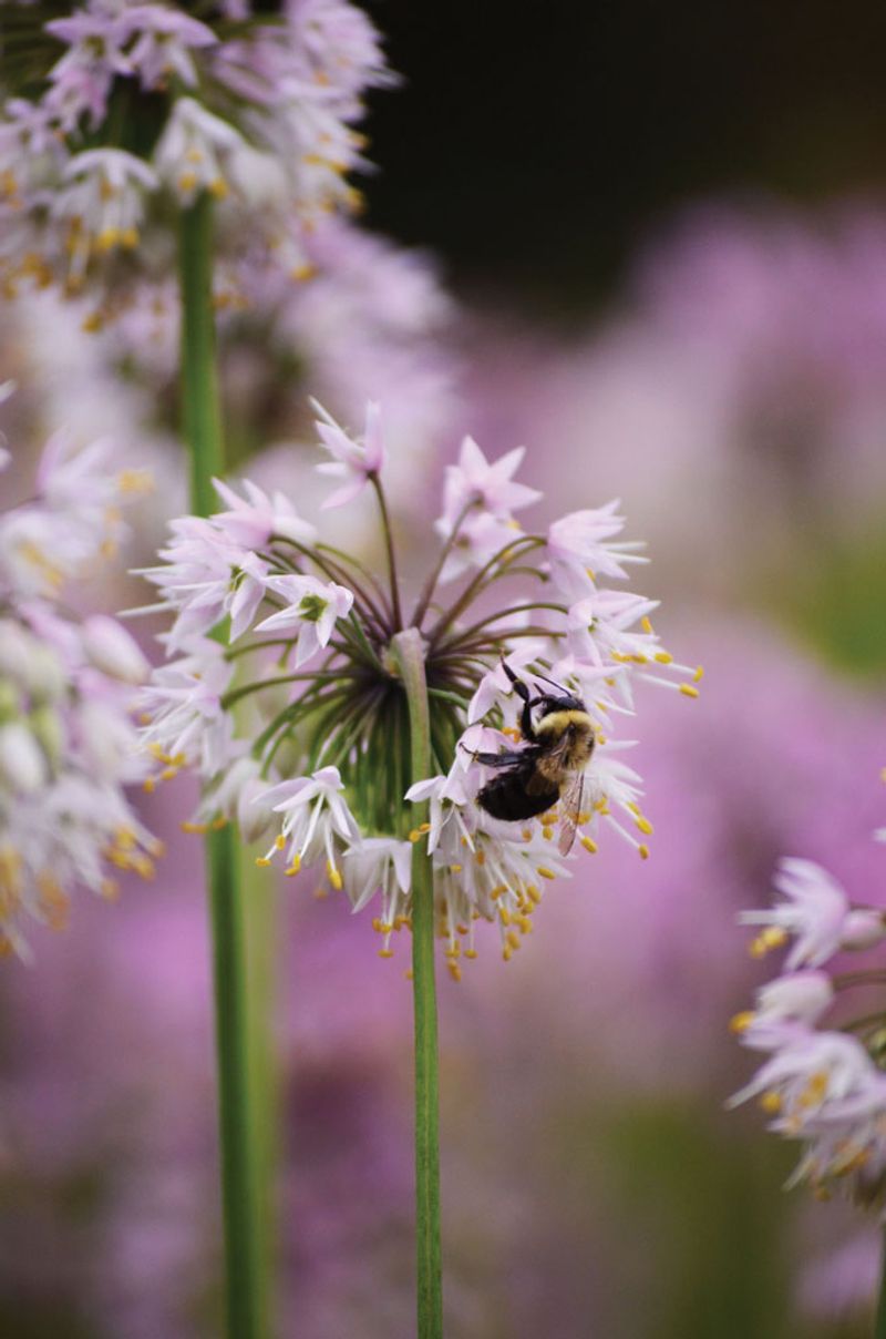 Nodding Onion (Allium cernuum)