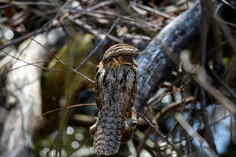 The repeated call is a breeding-season song