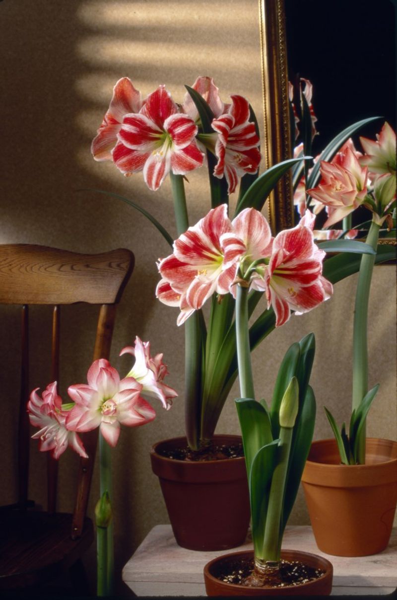 Amaryllis