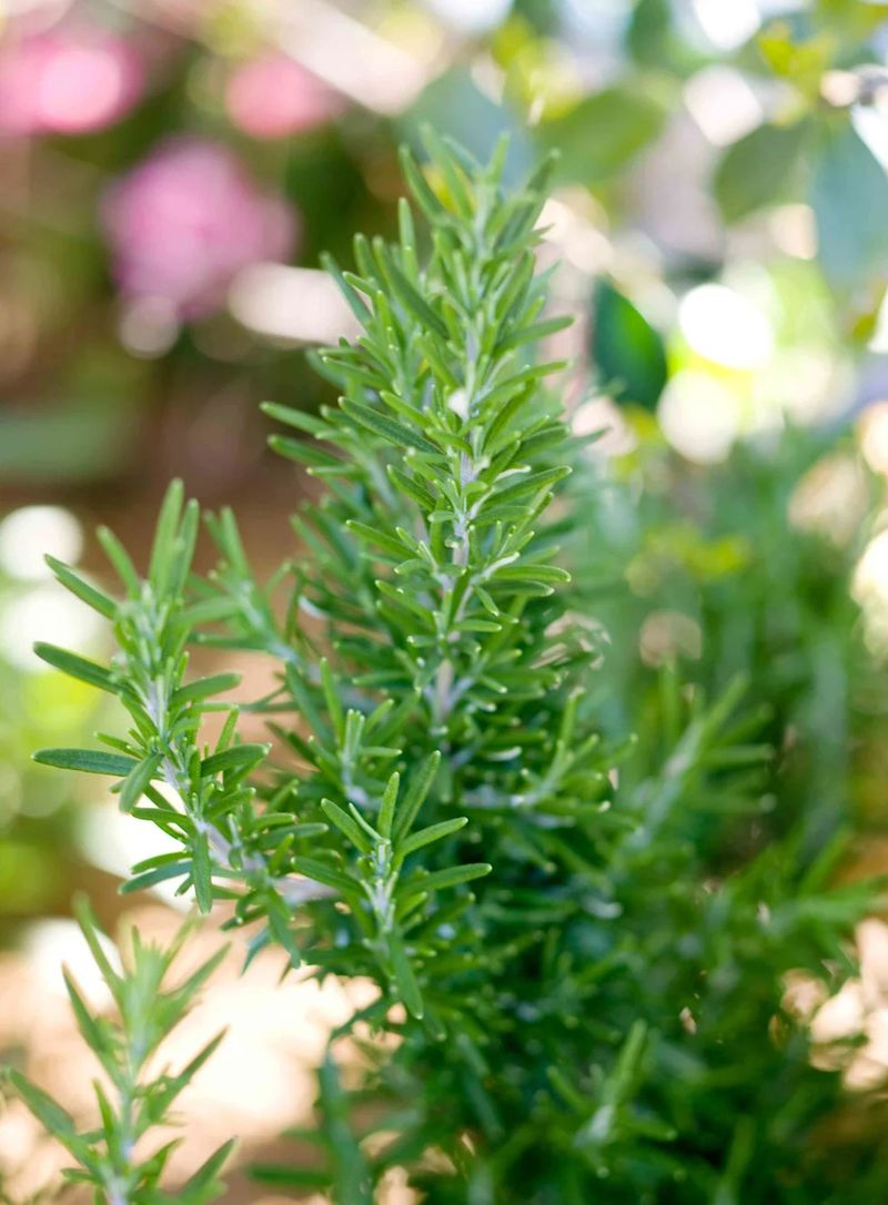 Rosemary