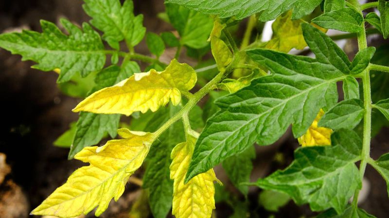 Nitrogen Deficiency