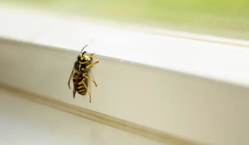 A Sting Changes the Question From Yard Diagnosis to Medical Safety