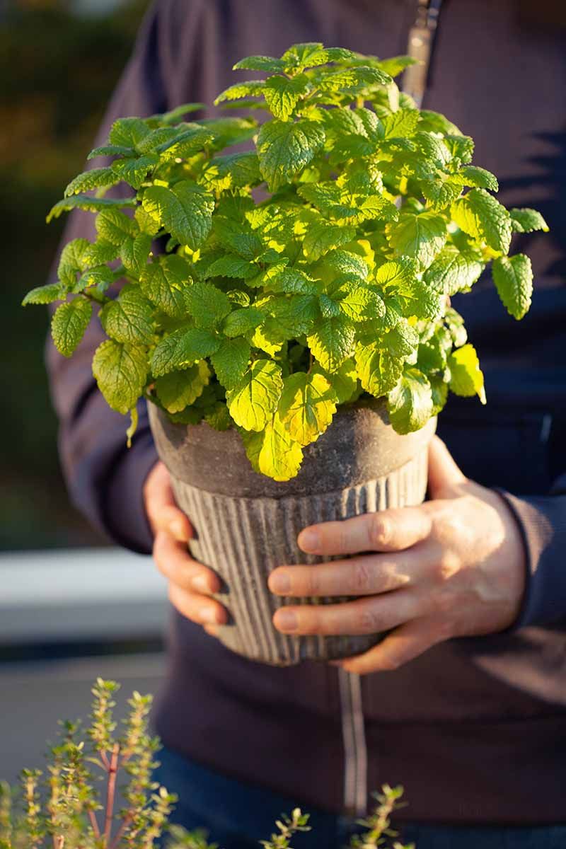 Lemon Balm (Melissa officinalis)