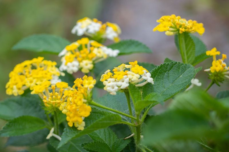 Water, light, and fertilizer still shape summer flowering