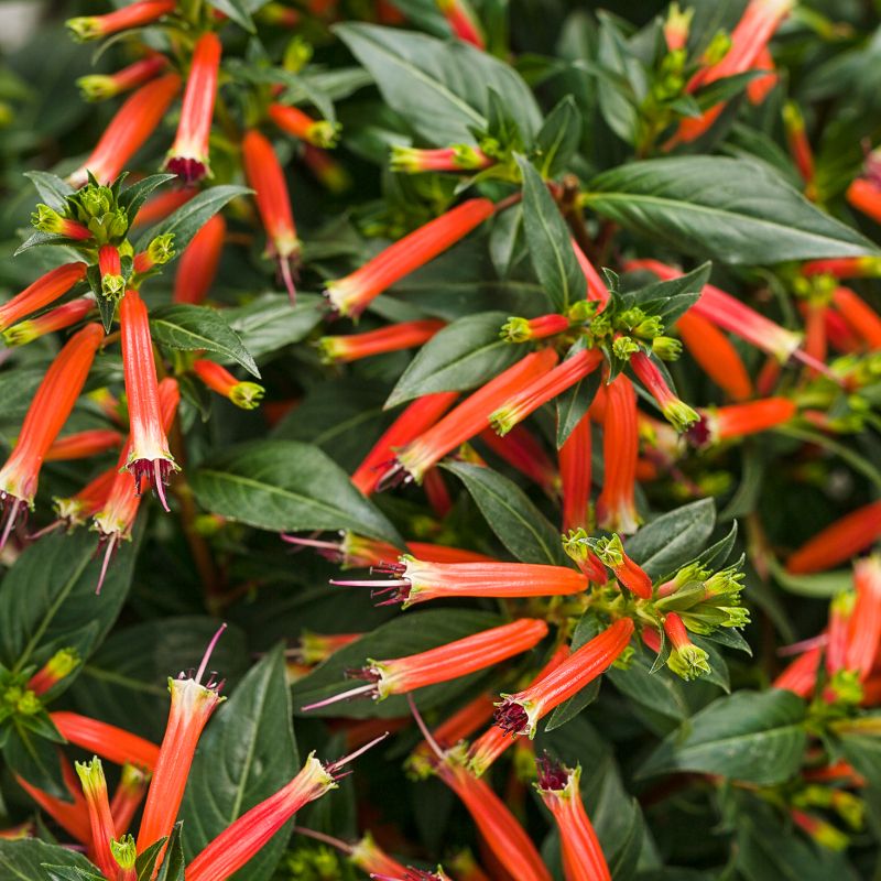 Cuphea (Vermillionaire Mexican Cigar Flower)