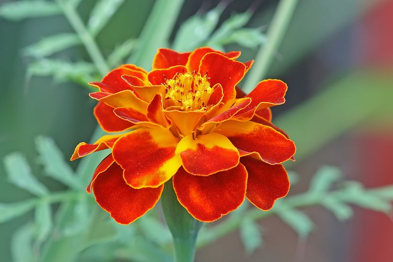 The marigold variety can change the result