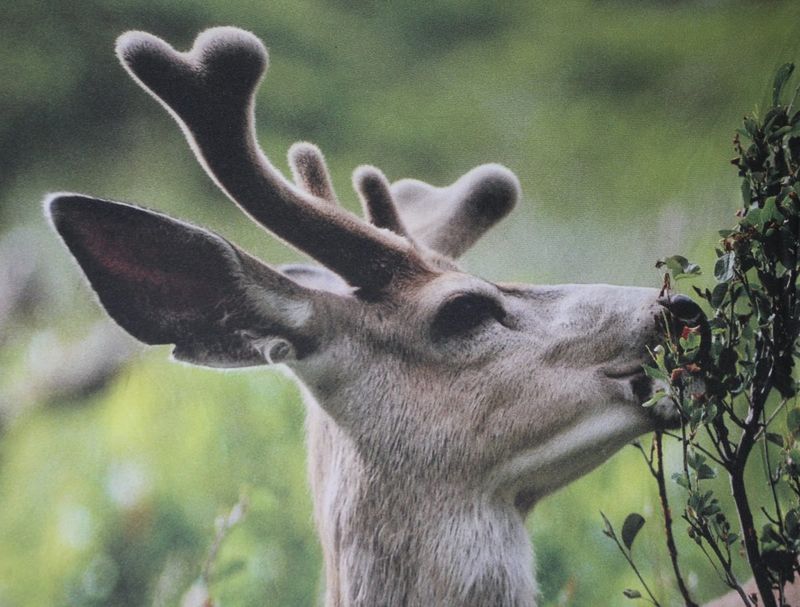 Hungry Deer or Pests Ate the Buds