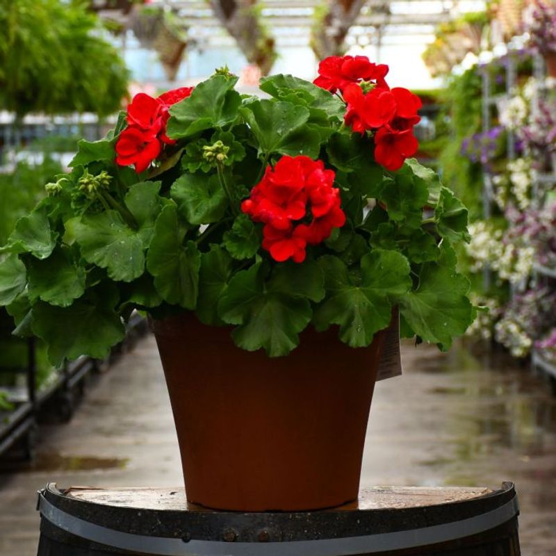 Geranium