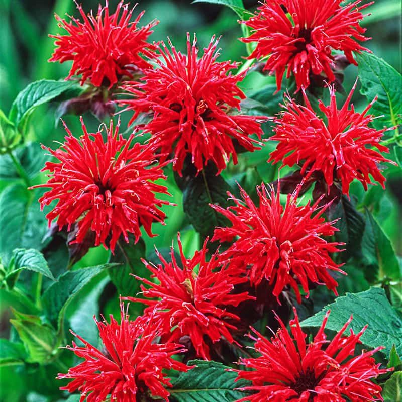 Bee Balm (Monarda)