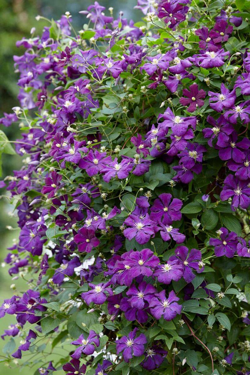 Clematis 'Etoile Violette'