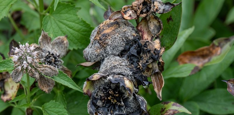 Diagnose damaged buds instead of adding more heat
