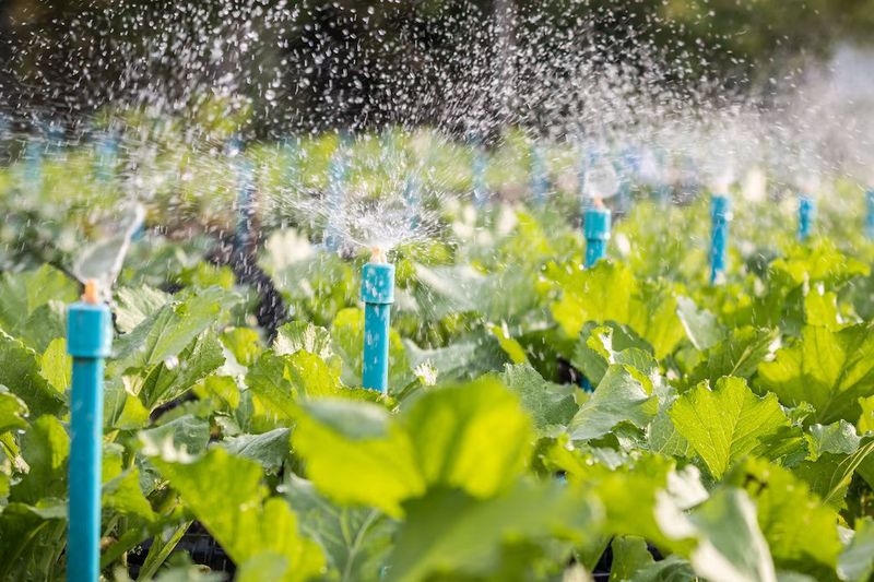 Early morning is a strong default for overhead watering