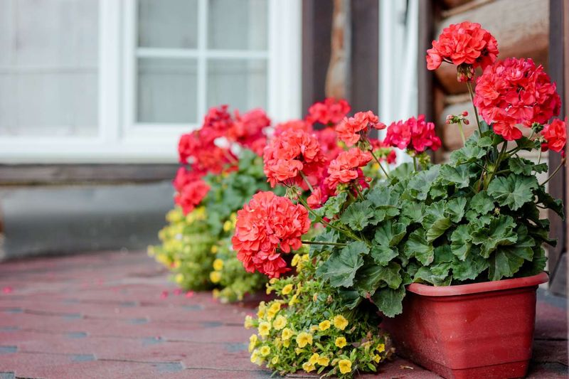 Use Local Frost Conditions and Choose a Healthy Plant