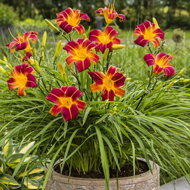 Daylily (Hemerocallis)