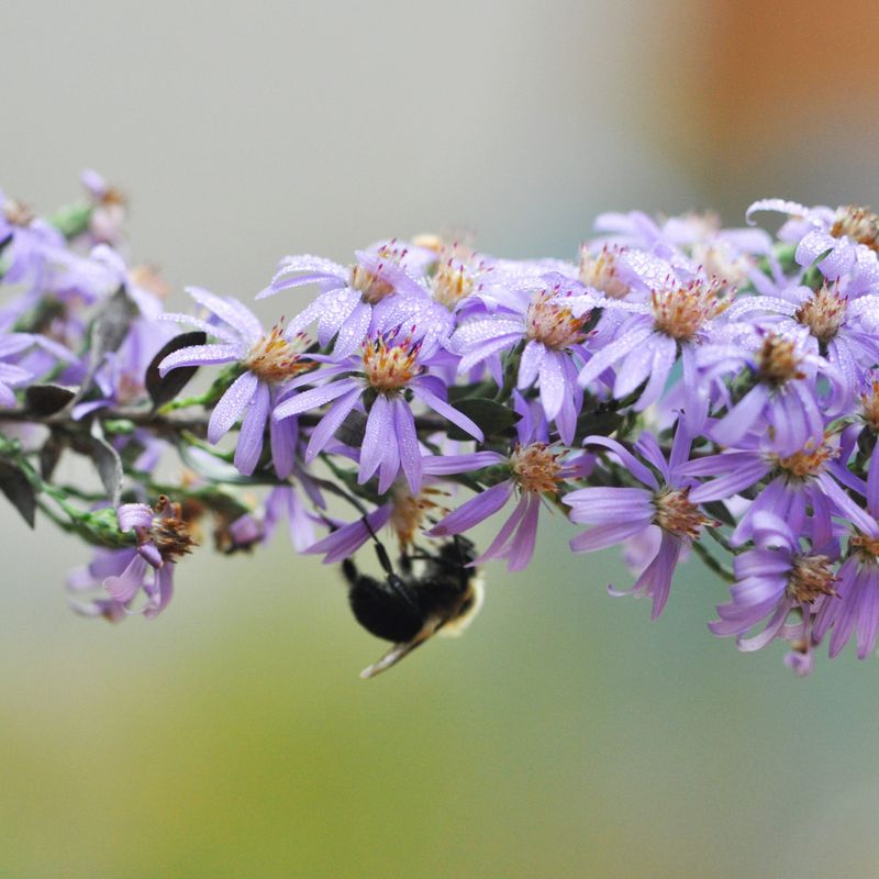 Meet the late-blooming native behind the claim