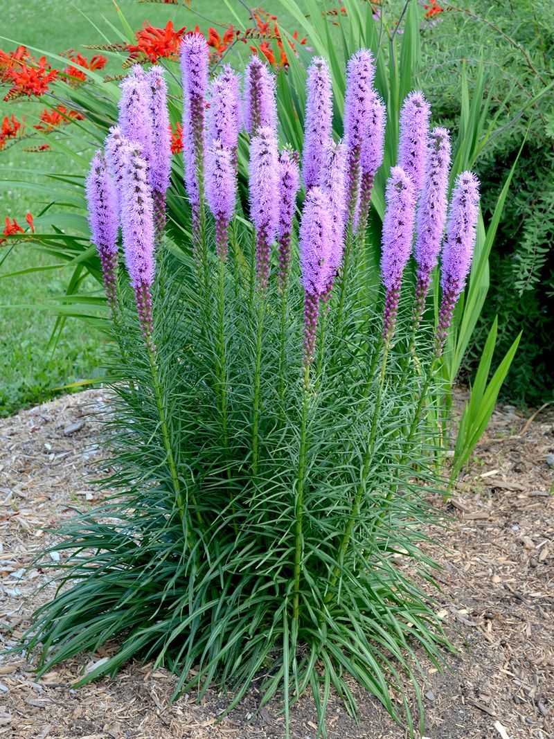 Liatris (Blazing Star)