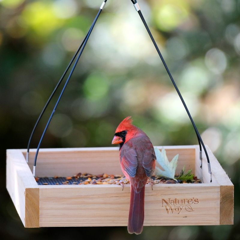 Offer a Variety of Preferred Foods in Sturdy Feeders