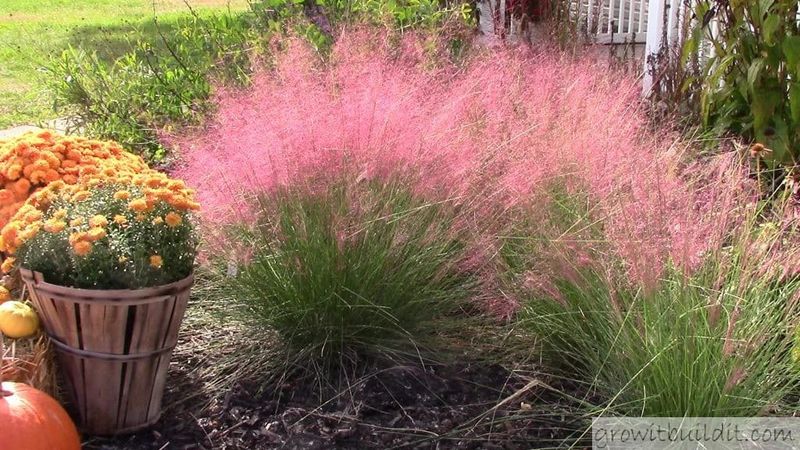 Plant in spring or fall and establish the roots first