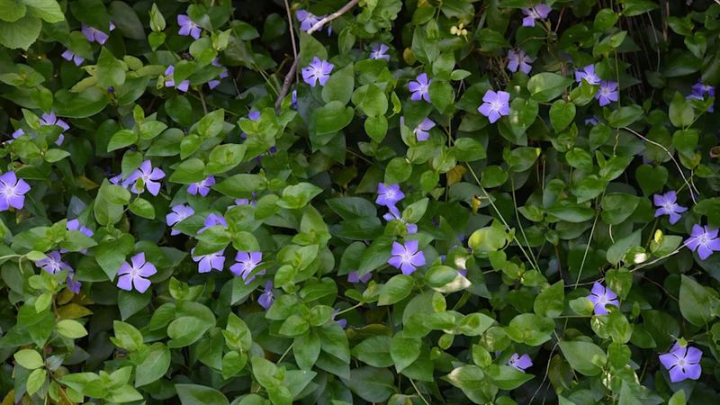 Periwinkle (Vinca major)