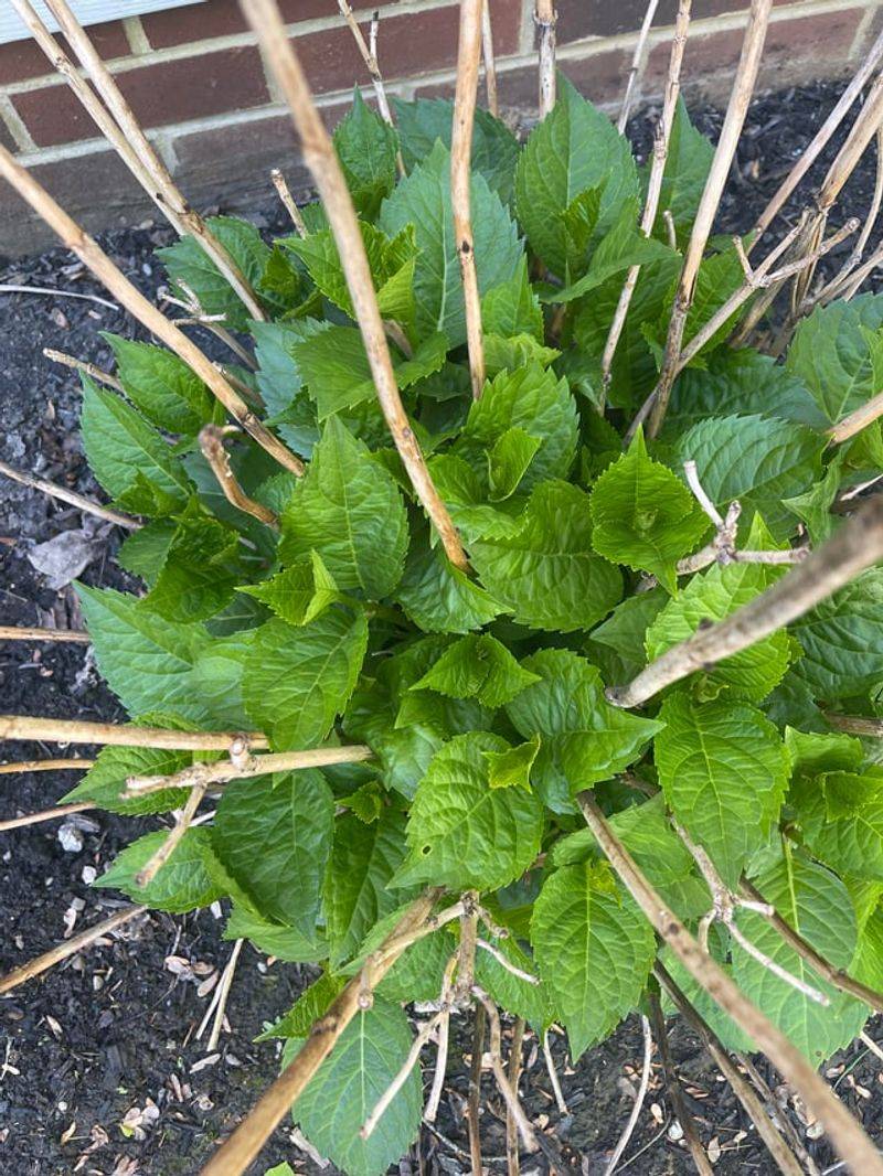 Too Much Nitrogen Fertilizer