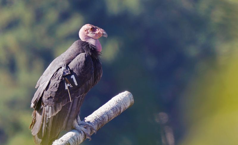 A managed recovery effort carried the giant birds north
