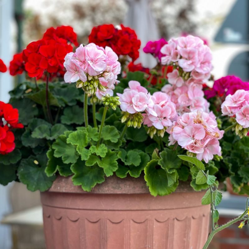 Feed Lightly but Often for Dense Growth