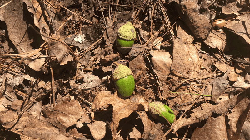 Acorns matter, but turkeys eat more than acorns