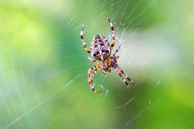 Orb-weaver Spiders
