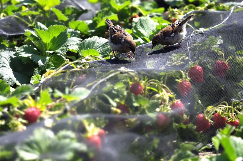 Use the raised net as a temporary ripening shield