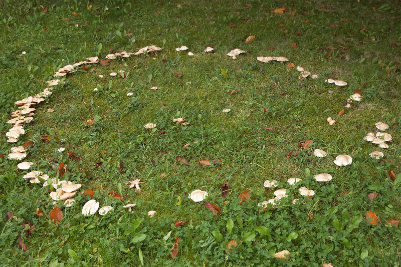 Your Soil Ecosystem Is Alive And Healthy
