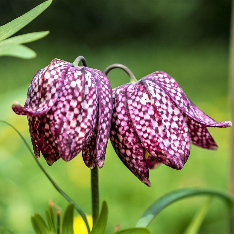 Checkered Lily