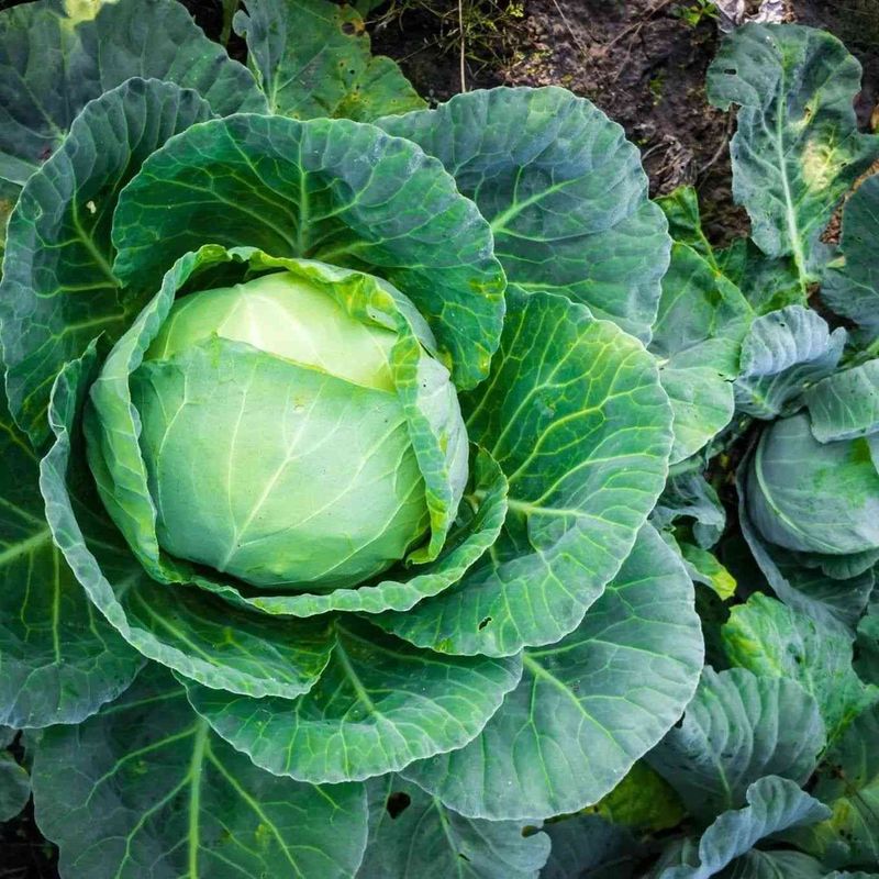 Give plants enough room and balanced nutrition