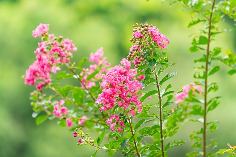 Early-blooming plants have the strongest opportunity