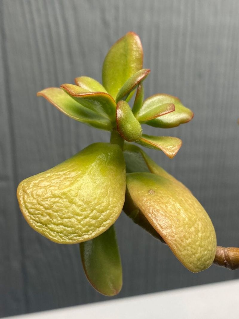 Underwatering From Dry Indoor Air