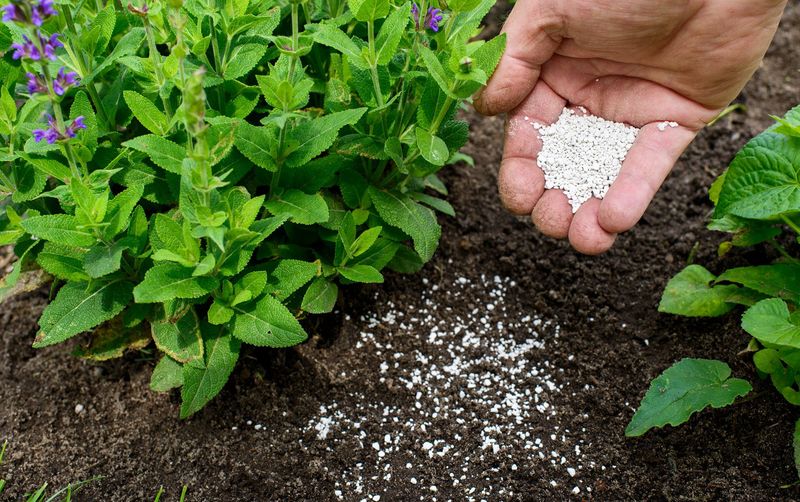 Avoid Over-Fertilizing