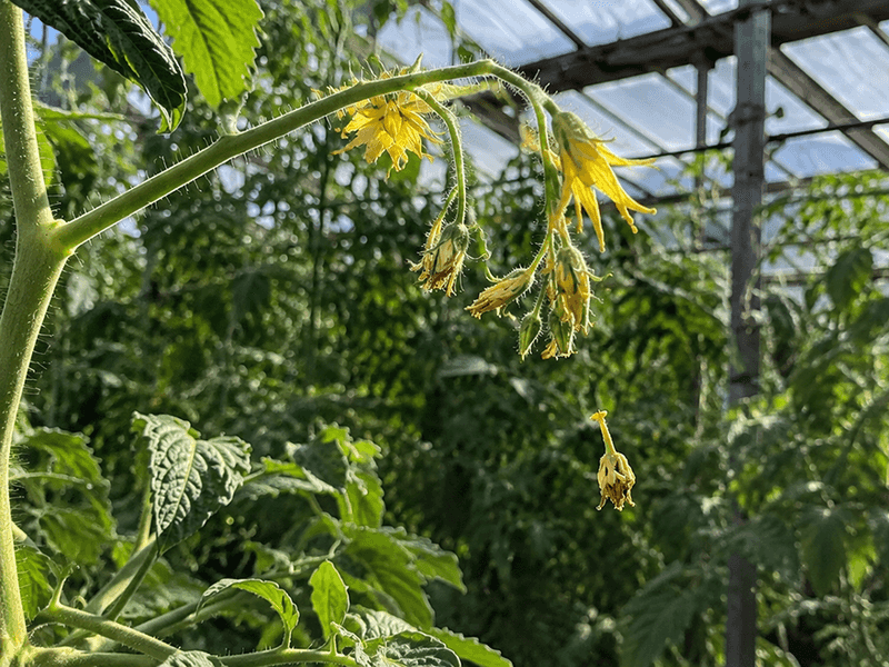 Wait for a better flowering window