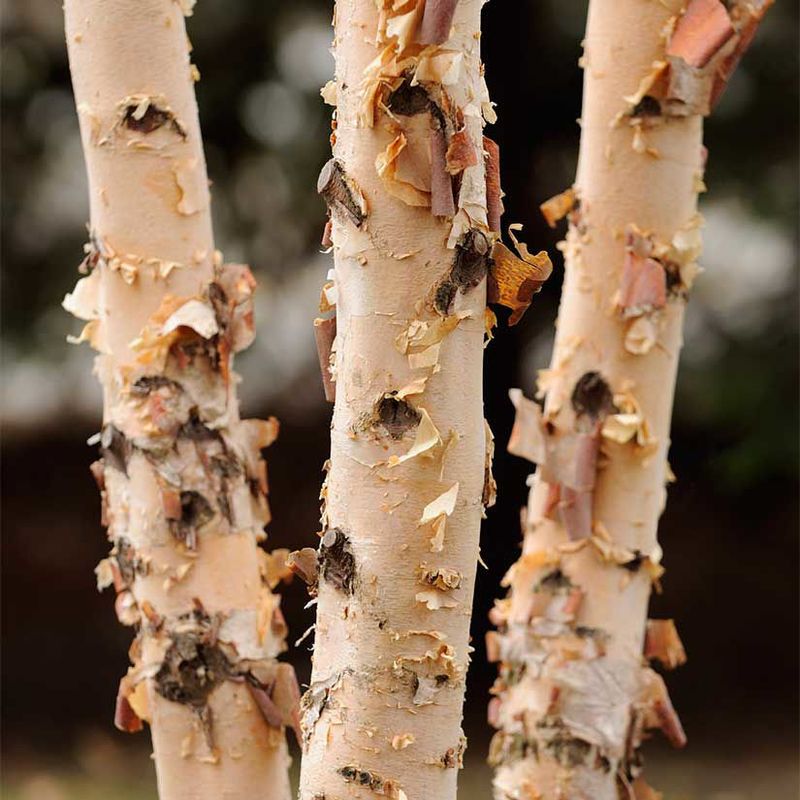 River Birch (Betula nigra)