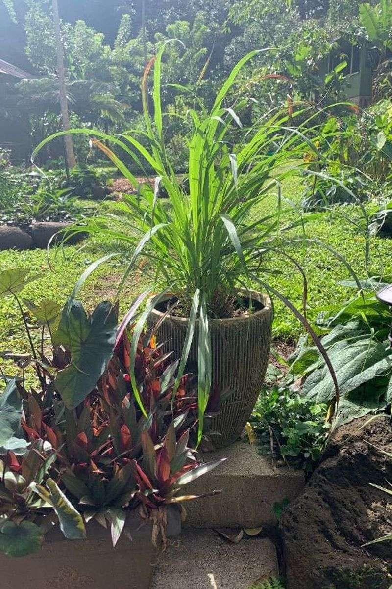 Lemongrass