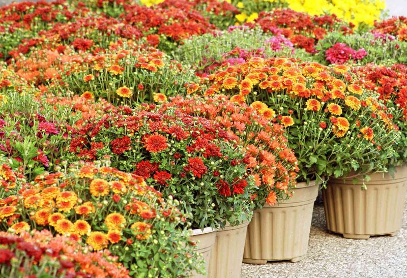 Chrysanthemum (Mums)