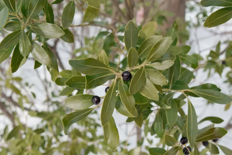 Inkberry Holly (Ilex glabra)