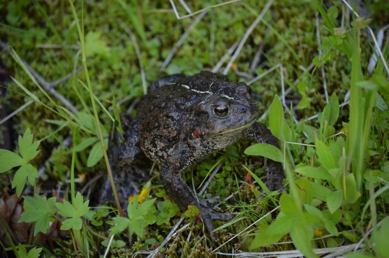 The bed may offer refuge while breeding happens elsewhere