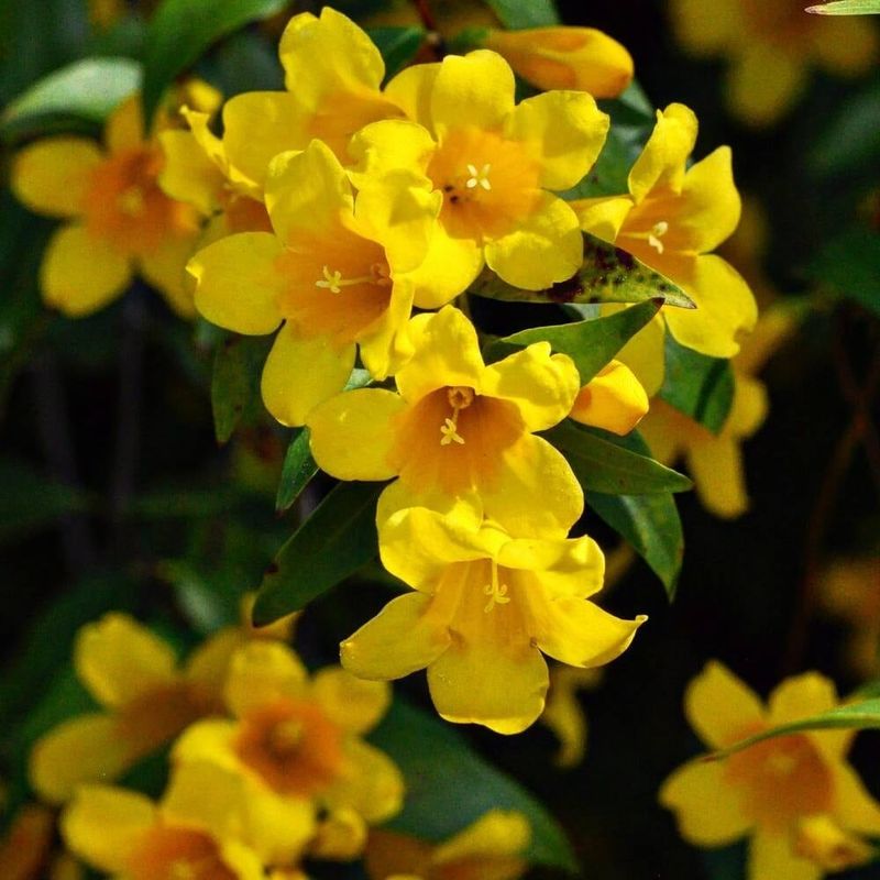 Check toxicity, fire exposure, and pollinator trade-offs before planting