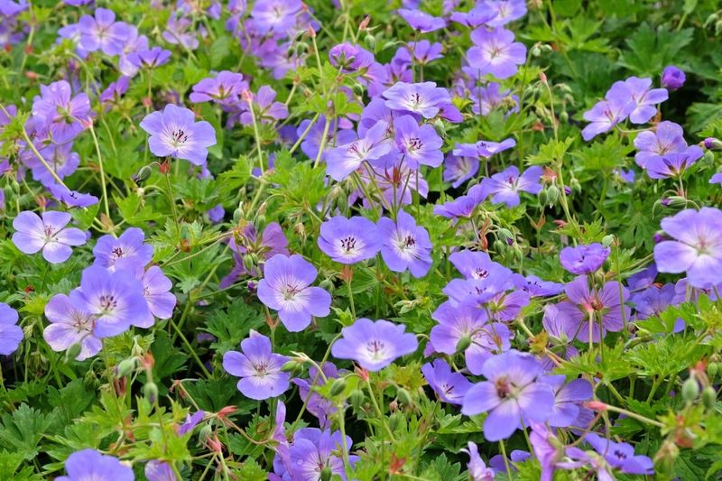 Hardy Geranium (Cranesbill)