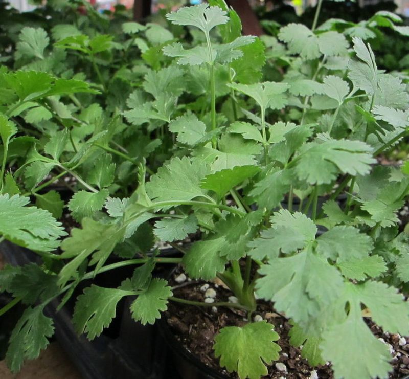 Cilantro